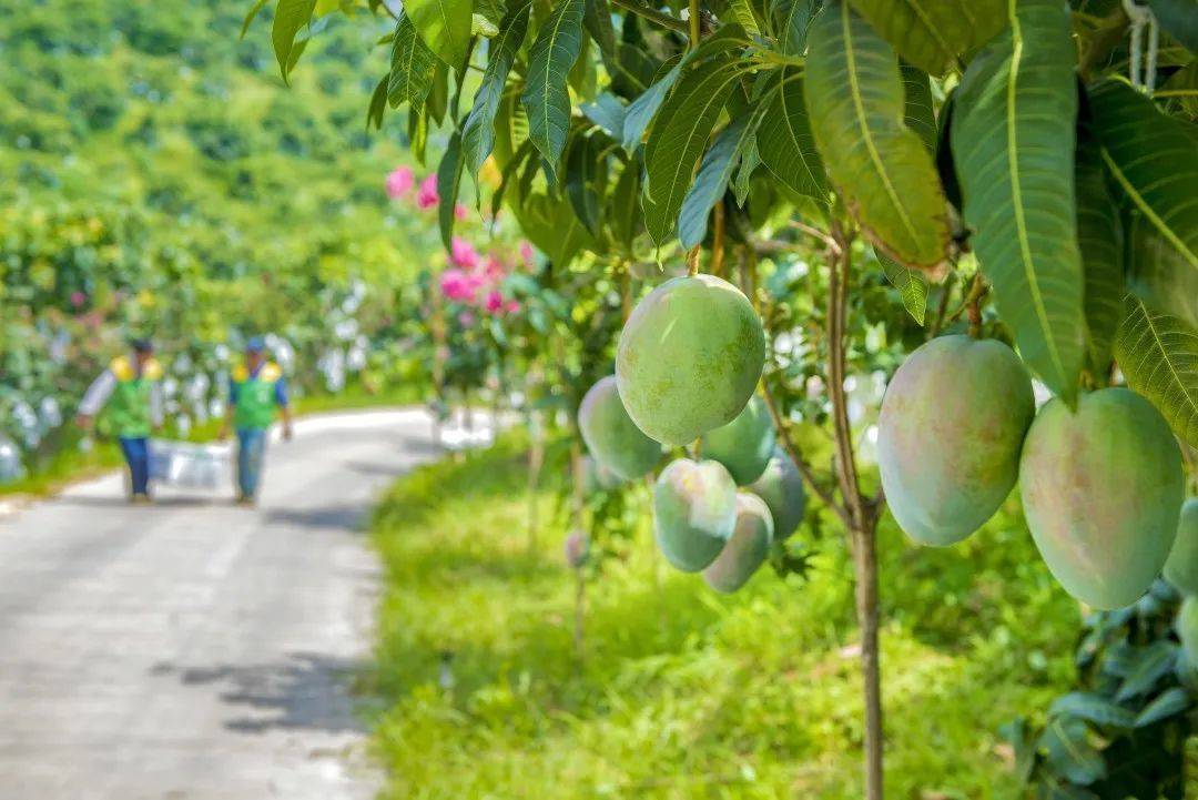 芒果手机:40.5万亩芒果产值达14亿元 四川攀枝花仁和区芒果产业背后有“黑科技”