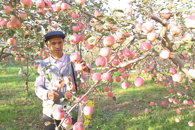苹果种植致富新闻苹果种植技术与管理方法-第1张图片-太平洋在线下载