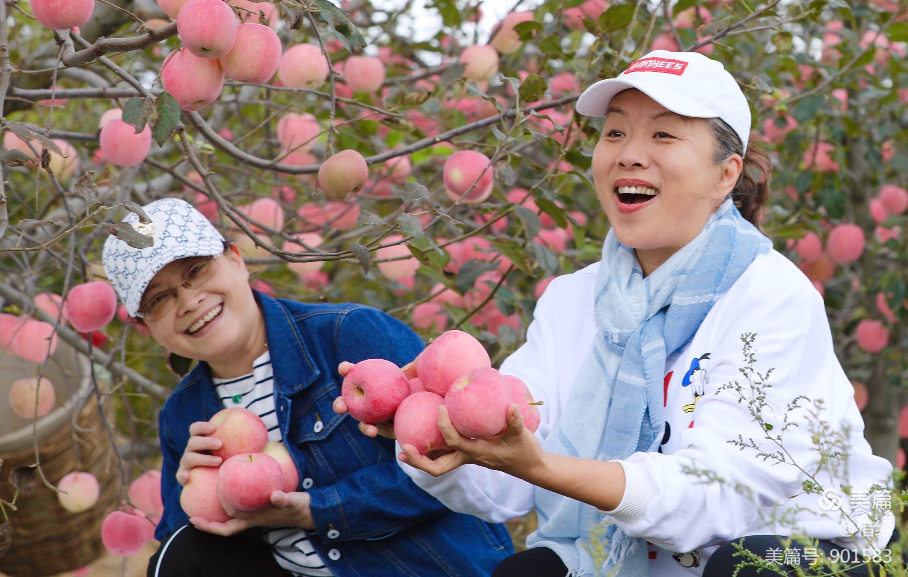 游客采摘苹果新闻采摘水果让游客体验快乐的宣传语