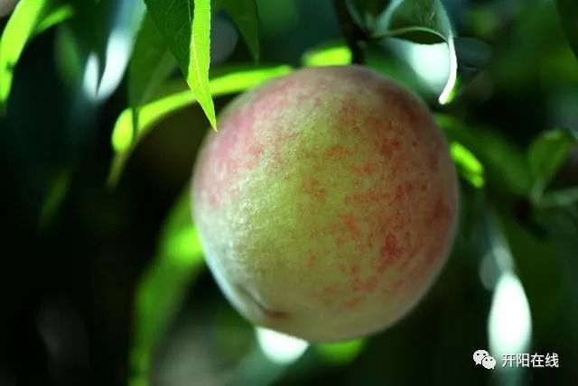 品桃苹果版应用宝苹果版-第1张图片-太平洋在线下载